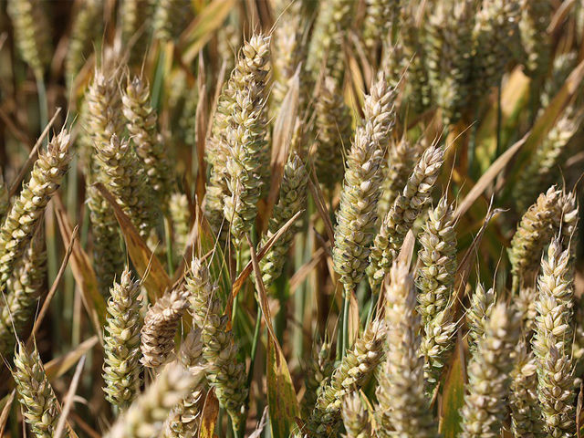einkorn1